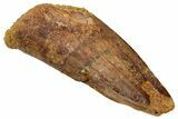 Fossil Spinosaurus Tooth - Real Dinosaur Tooth #329508-1